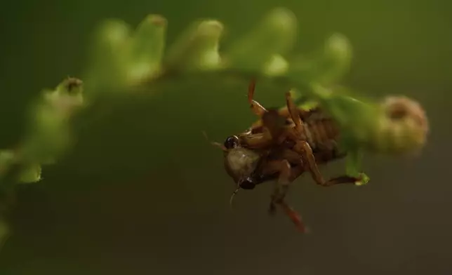 A periodical cicada nymph climbs to the end of a fern frond, Friday, May 16, 2025, in Cincinnati. (AP Photo/Carolyn Kaster)