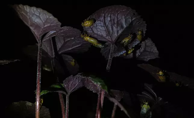 Periodical cicada nymphs and adults are seen on the underside of a begonia plant after a heavy rain, Friday, May 16, 2025, in Cincinnati. (AP Photo/Carolyn Kaster)
