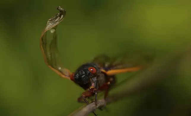An adult periodical cicada pauses on a twig at Valley View Nature Preserve, Saturday, May 24, 2025, in Milford, Ohio. (AP Photo/Carolyn Kaster)