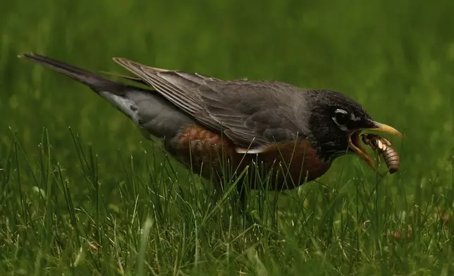 A robin flips a periodical cicada nymph from the grass and into its mouth, Wednesday, May 21, 2025, in Cincinnati. (AP Photo/Carolyn Kaster)