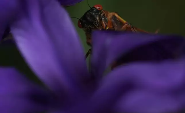 An adult periodical cicada crawls on an iris flower, Friday, May 16, 2025, in Cincinnati. (AP Photo/Carolyn Kaster)