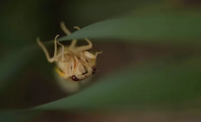 An adult periodical cicada, shortly after shedding its nymphal skin, climbs up iris leaves, Friday, May 16, 2025, in Cincinnati. (AP Photo/Carolyn Kaster)