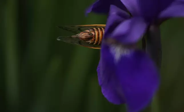 An adult periodical cicada crawls on an iris flower, Friday, May 16, 2025, in Cincinnati. (AP Photo/Carolyn Kaster)
