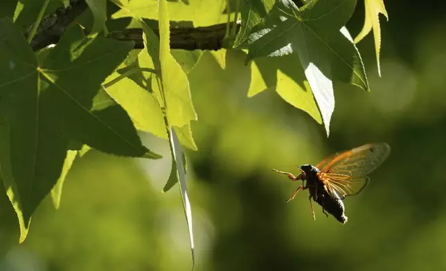 A and periodical cicada flies to a branch of an American Sweetgum tree in the Valley View Nature Preserve, Monday, May 26, 2025, in Milford, Ohio. (AP Photo/Carolyn Kaster)