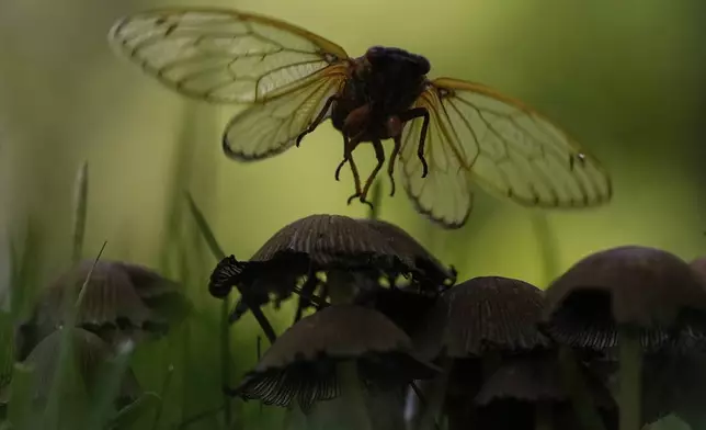 An adult periodical cicada is silhouetted as it flies from a mushroom top on Friday, May 16, 2025, in Loveland, Ohio. (AP Photo/Carolyn Kaster)