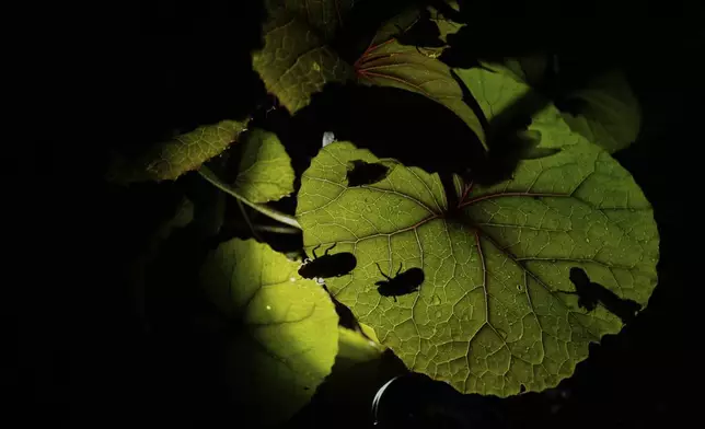 Periodical cicada nymphs and adults are silhouetted on the underside of a begonia plant after a heavy rain, Friday, May 16, 2025, in Cincinnati. (AP Photo/Carolyn Kaster)