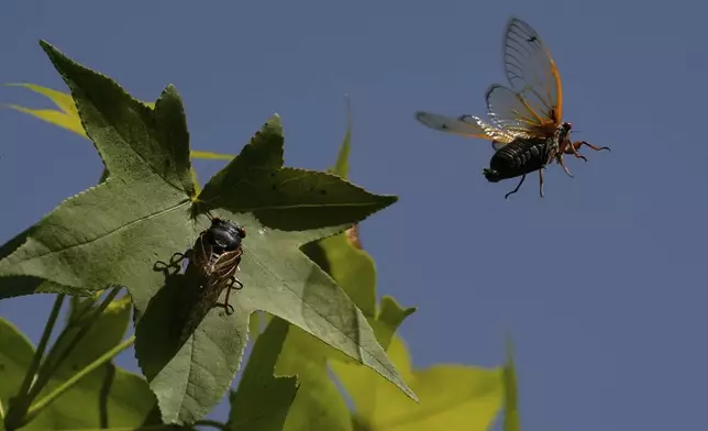 A periodical cicada flies from a branch of an American Sweetgum tree in the Valley View Nature Preserve, Monday, May 26, 2025, in Milford, Ohio. (AP Photo/Carolyn Kaster)