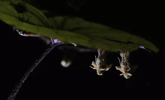 Periodical cicada nymphs and adults are seen on the underside of a begonia plant after a heavy rain, Friday, May 16, 2025, in Cincinnati. (AP Photo/Carolyn Kaster)https://epix.ap.org/#