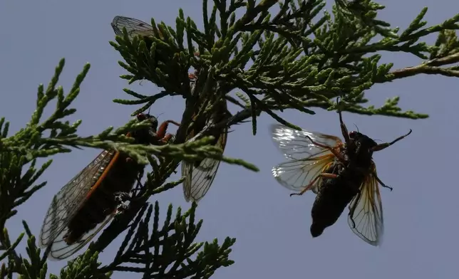 Periodical cicadas fly and gather on a Eastern Redcedar tree at Valley View Nature Preserve, Saturday, May 24, 2025, in Milford, Ohio. (AP Photo/Carolyn Kaster)