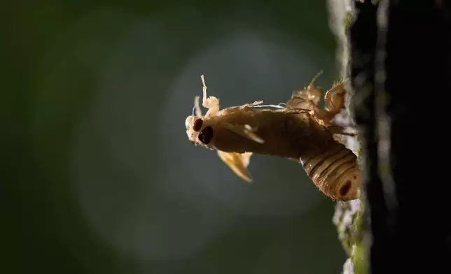 An adult periodical cicada sheds its nymphal skin and clings to the trunk of a maple tree, Tuesday, May 20, 2025, in Cincinnati. (AP Photo/Carolyn Kaster)
