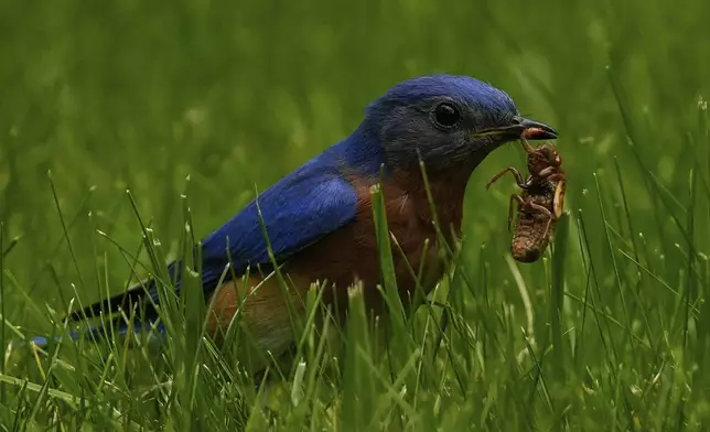A male bluebird picks a periodical cicada nymph from the grass, Wednesday, May 21, 2025, in Cincinnati. (AP Photo/Carolyn Kaster)