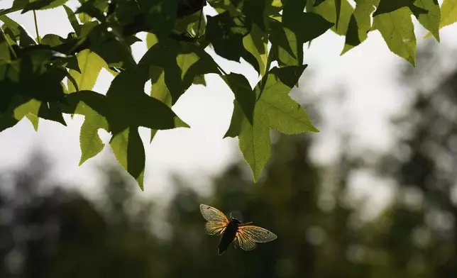 A and periodical cicada flies to a branch of an American Sweetgum tree in the Valley View Nature Preserve, Monday, May 26, 2025, in Milford, Ohio. (AP Photo/Carolyn Kaster)