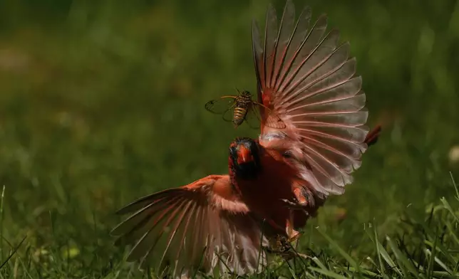 A periodical cicada flies up from the grass pursued by a cardinal, Friday, May 23, 2025, in Cincinnati. (AP Photo/Carolyn Kaster)