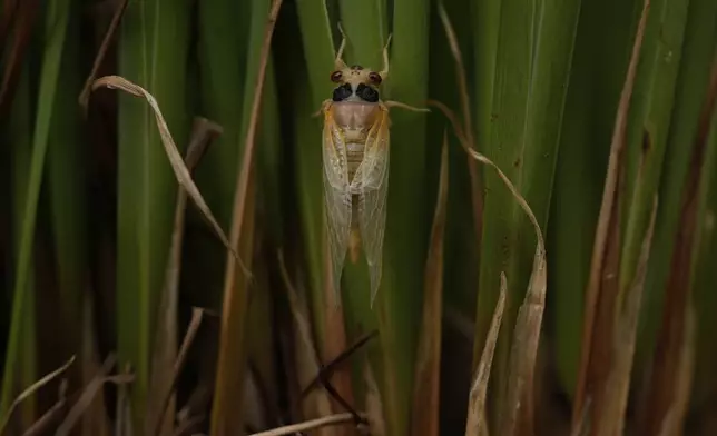 An adult periodical cicada, shortly after shedding its nymphal skin, climbs up the leaves of an iris flower, Friday, May 16, 2025, in Cincinnati. (AP Photo/Carolyn Kaster)