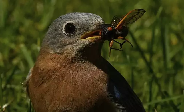 A female bluebird picks a periodical cicada from the grass, Friday, May 23, 2025, in Cincinnati. (AP Photo/Carolyn Kaster)