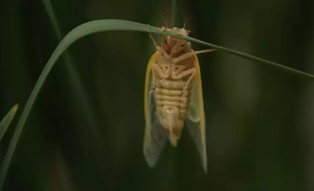 An adult periodical cicada, shortly after shedding its nymphal skin, clings to iris leaves, Friday, May 16, 2025, in Cincinnati. (AP Photo/Carolyn Kaster)