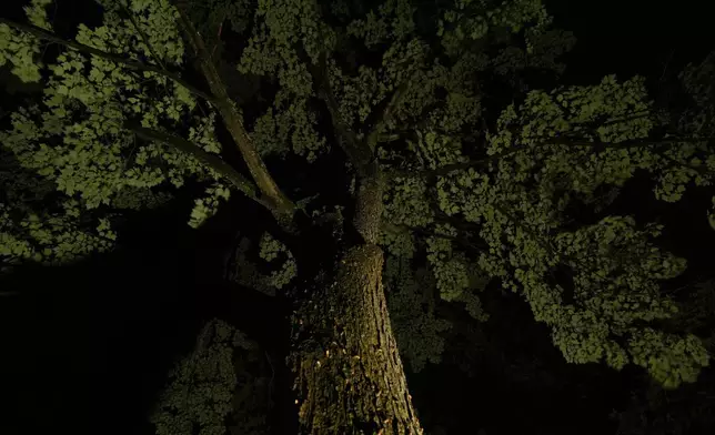 Periodical cicada nymphs climb the trunk of a maple tree to shed their nymphal skins after a heavy rain, Friday, May 16, 2025, in Cincinnati. (AP Photo/Carolyn Kaster)