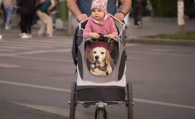 Aimee and Ronnie the dog ride in a stroller at an electoral rally of presidential candidate Nicusor Dan, a week ahead of the second round of the country's presidential election redo in Bucharest, Romania, Sunday, May 11, 2025. (AP Photo/Vadim Ghirda)