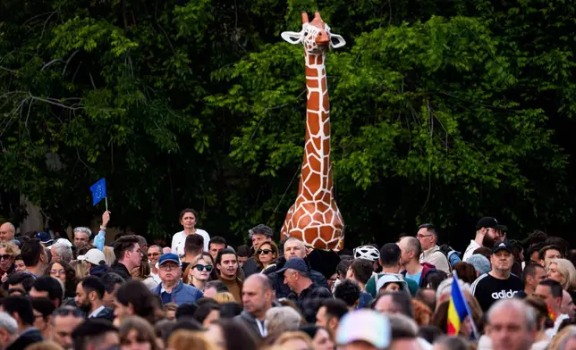 Supporters of presidential candidate Nicusor Dan attend an electoral rally backdropped by a model of a giraffe outside the Grigore Antipa Natural History Museum, a week ahead of the second round of the country's presidential election redo in Bucharest, Romania, Sunday, May 11, 2025. (AP Photo/Andreea Alexandru)