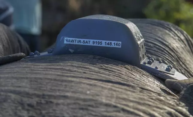 A GPS-enabled satellite collar on an elephant in Hwange National Park, Zimbabwe, Tuesday, April 29, 2025. (AP Photo/Aaron Ufumeli)