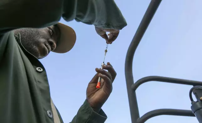 Kudzai Mapurisa, a Zimbabwe Parks and Wildlife Management Authority veterinarian, prepares to dart an elephant in Zimbabwe’s Hwange National Park, Tuesday, April 29, 2025. (AP Photo/Aaron Ufumeli)