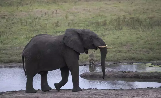 An elephant walks in the Hwange National Park, Zimbabwe, Monday, April 28 2025. (AP Photo/Aaron Ufumeli)