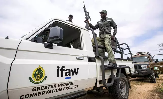 A Zimbabwe Parks and Wildlife Management Authority ranger carries a dart gun for elephants in the Hwange National Park, Zimbabwe, Tuesday, April 29, 2025. (AP Photo/Aaron Ufumeli)