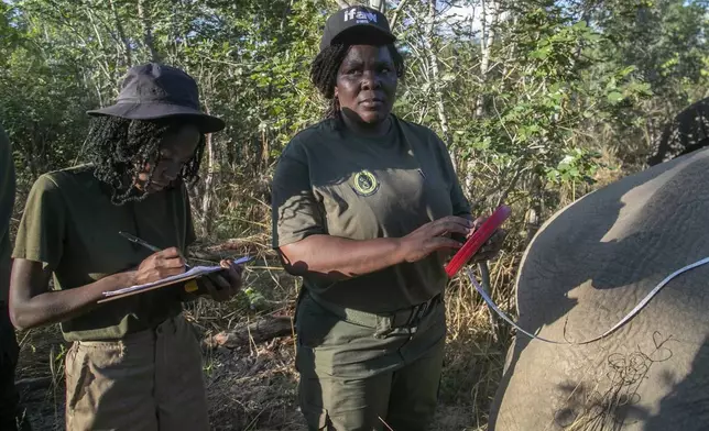 Zimbabwe Parks and Wildlife Management Authority officers record measurements of an elephant in the Hwange National Park, Zimbabwe, Tuesday, April 29, 2025. (AP Photo/Aaron Ufumeli)