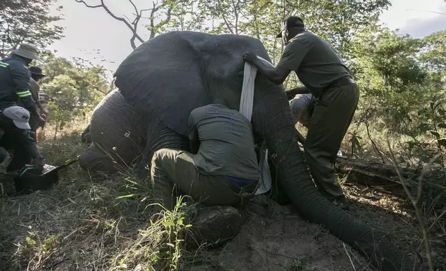 Zimbabwe Parks and Wildlife Management Authority and the International Fund for Animal Welfare officers collar an elephant in the Hwange National Park, Zimbabwe, Tuesday, April 29, 2025. (AP Photo/Aaron Ufumeli)