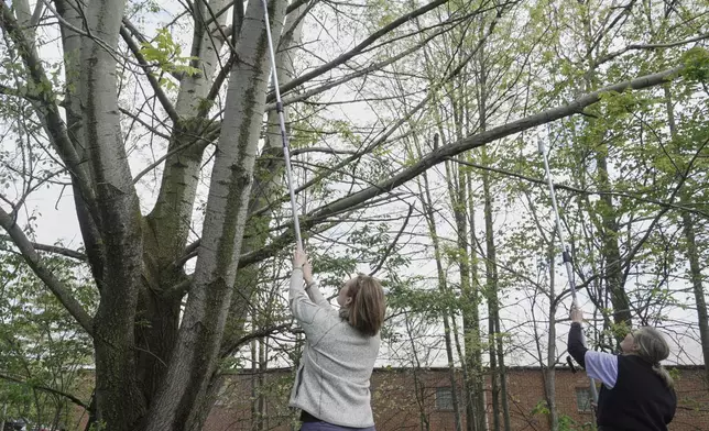 Connie Hausman, left, Senior Conservation Science Manage, Cleveland Metroparks, and Gail Samko, right, scrape spotted lanternfly egg masses from trees Monday, May 5, 2025, in Cleveland Metroparks' Garfield Park Reservation in Garfield Heights, Ohio. (AP Photo/Sue Ogrocki)