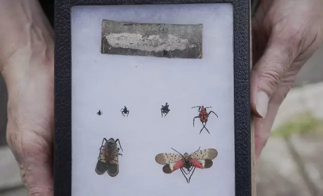 Connie Hausman, Senior Conservation Science Manage, Cleveland Metroparks, holds a display of the different phases of the spotted lanternfly, from egg mass to adult lantern fly, Monday, May 5, 2025, in Cleveland Metroparks' Garfield Park Reservation in Garfield Heights, Ohio. (AP Photo/Sue Ogrocki)