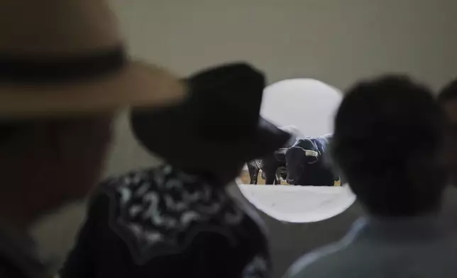 Fans look at bulls before a bullfight in Aguascalientes, Mexico, Sunday, April 27, 2025. (AP Photo/Eduardo Verdugo)