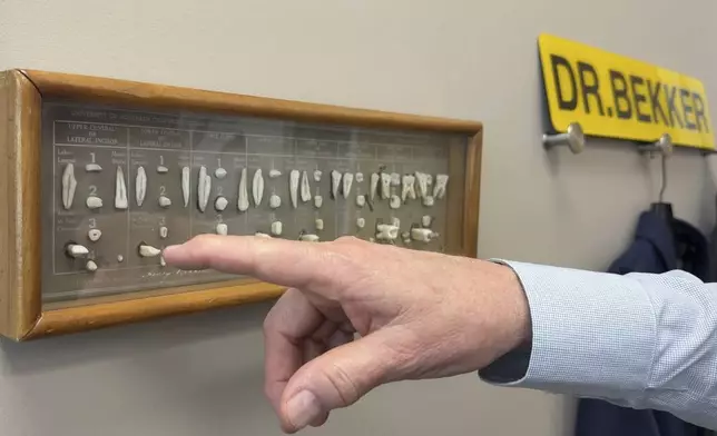 Dentist James Bekker points to his model of dissected human teeth while explaining the effects of removing fluoride from public drinking water, April 30, 2025, at his office in Salt Lake City, Utah. (AP Photo/Hannah Schoenbaum)