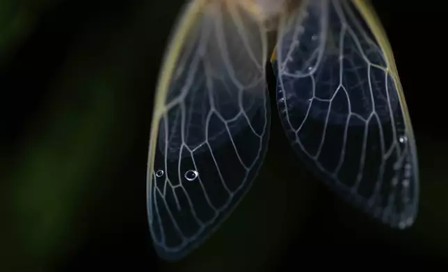 The veins of an adult periodical cicada's translucent wings are illuminated shortly after shedding its nymphal skin after a heavy rain, Friday, May 16, 2025, in Cincinnati. (AP Photo/Carolyn Kaster)