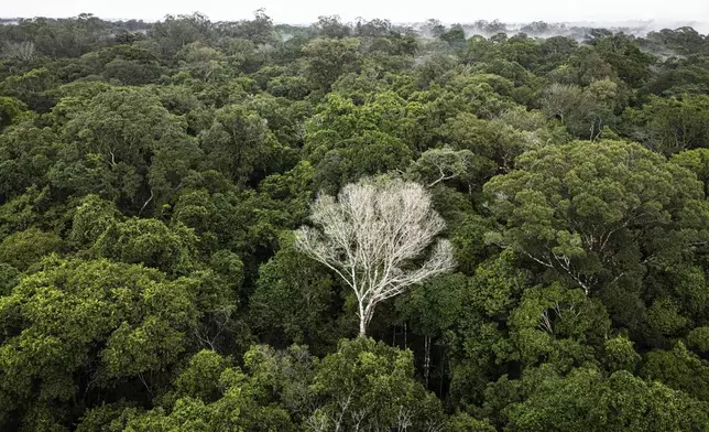 A white tree that is dead stands within a section of the Caxiuana National Forest that is used as a control plot for an experiment on drought run by the Esecaflor project in Para state, Brazil, Saturday, March 22, 2025. (AP Photo/Jorge Saenz)