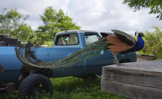 A peacock alights next to a pickup truck at Mack's Fish Camp, a family-owned airboat tour business and campground on the Eastern edge of the Everglades, Wednesday, May 28, 2025, near Miramar, Fla. (AP Photo/Rebecca Blackwell)