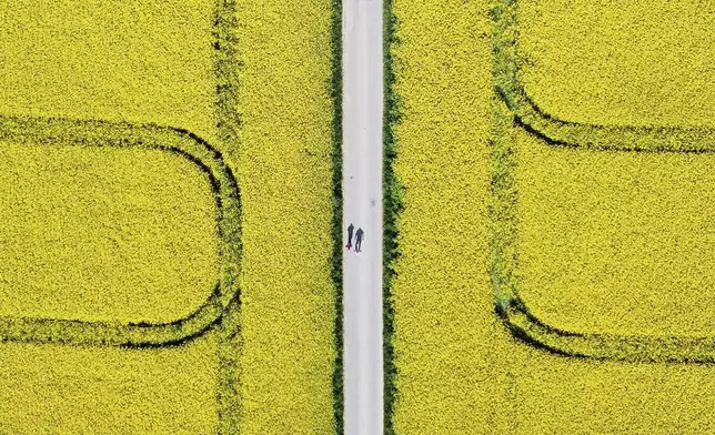 Two men walk between rape fields in the outskirts of Frankfurt, Germany, Wednesday, April 30, 2025. (AP Photo/Michael Probst)