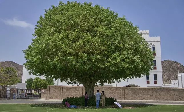 A family enjoys a moment under the shade of a large tree in Muscat, Oman, Friday, April 25, 2025. (AP Photo/ Fatima Shbair)