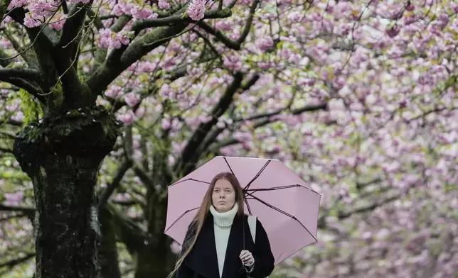People enjoy blooming cherry blossoms during the start of the famous cherry blossom season, in Berlin, Germany, Saturday, April 19, 2025. (AP Photo/Ebrahim Noroozi)