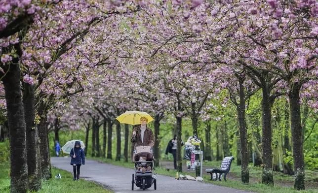 People enjoy blooming cherry blossoms during the start of the famous cherry blossom season, in Berlin, Germany, Saturday, April 19, 2025. (AP Photo/Ebrahim Noroozi)