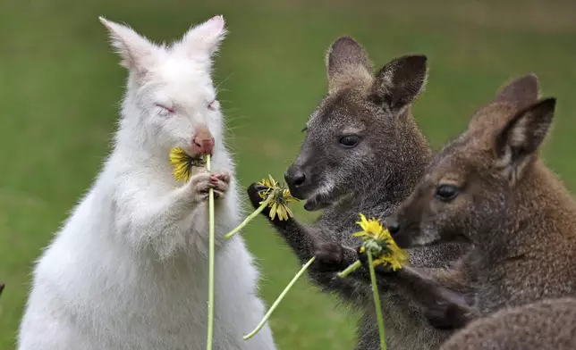 Abigail, the albino kangaroo at Marlow Bird Park, gets flowers for breakfast on her first birthday, in Marlow, Germany, Tuesday, April 29, 2025. (Bernd Wuestneck/dpa via AP)