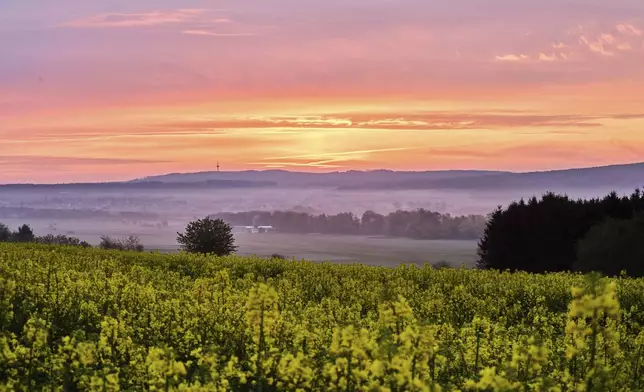 A blossoming rape filed is seen in Wehrheim near Frankfurt, Germany, Wednesday, April 23, 2025. (AP Photo/Michael Probst)