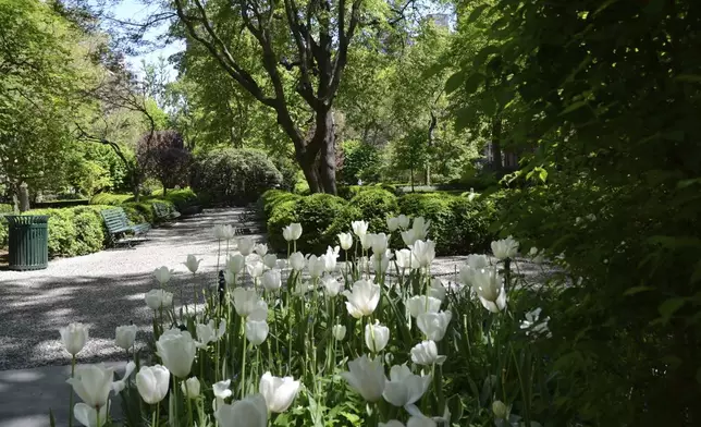 A bed of white tulips in bloom is viewed from outside the gates of Gramercy Park, Monday, April 28, 2025, in New York. (AP Photo/Pamela Hassell)
