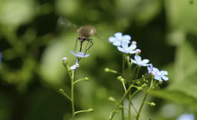 A bee searches for pollen on a flower during a sunny day in Belgrade, Serbia, Sunday, April 20, 2025. (AP Photo/Darko Vojinovic)