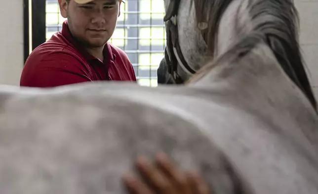 Nicholas Valentin holds on to a mare in its stall on Tuesday, May 6, 2025, in Nicholasville, Ky. (AP Photo/Jon Cherry)