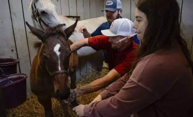 Jonathan Tincher steadies a foal while veterinarians tend to it on Tuesday, May 6, 2025, in Nicholasville, Ky. (AP Photo/Jon Cherry)