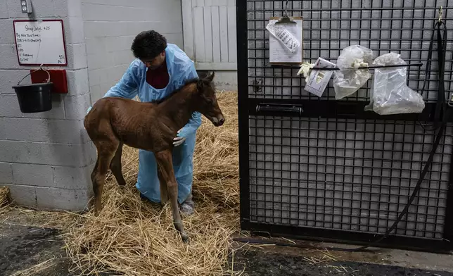 Nicholas Valentin holds a one day old foal outside of its stall on Tuesday, May 6, 2025, in Nicholasville, Ky. (AP Photo/Jon Cherry)