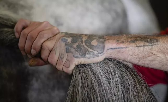 Jonathan Tincher's prison tattoos are seen as he holds back the tail of a mare while she undergoes an ultrasound on Tuesday, May 6, 2025, in Nicholasville, Ky. (AP Photo/Jon Cherry)