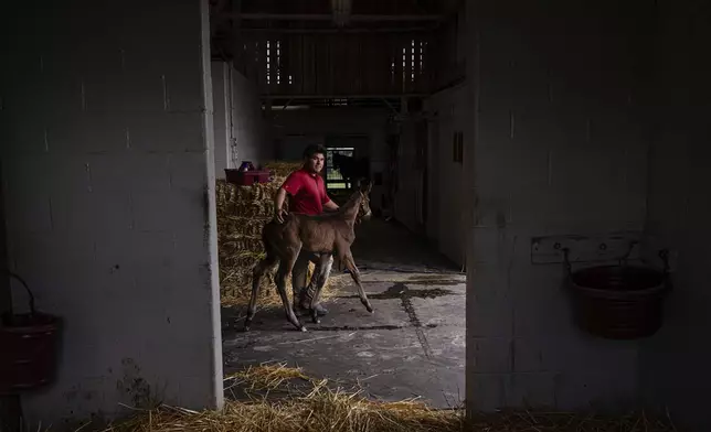Nicholas Valentin walks a foal out of its stall on Tuesday, May 6, 2025, in Nicholasville, Ky. (AP Photo/Jon Cherry)