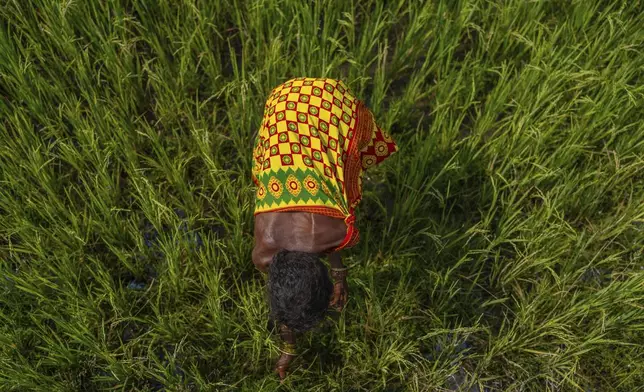 Budri Munduli, a Gadaba Indigenous woman, tends to her paddy fields outside near her homestead in Hatipakhna village, Koraput district, in India's eastern state of Odisha, Wednesday, April 16, 2025. (AP Photo/Rafiq Maqbool)